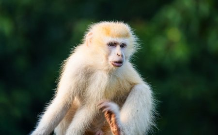 RDC : un singe vervet albinos, une rareté génétique, repéré dans le Parc national des Virunga