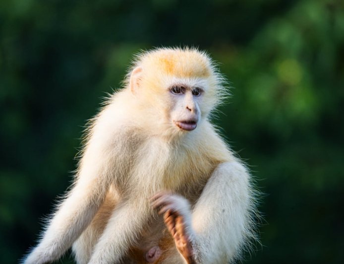 RDC : un singe vervet albinos, une rareté génétique, repéré dans le Parc national des Virunga