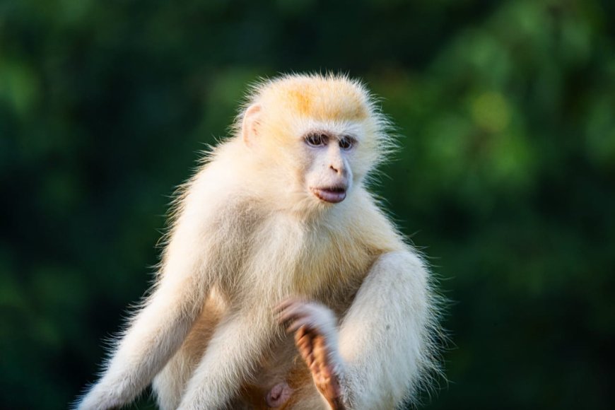 RDC : un singe vervet albinos, une rareté génétique, repéré dans le Parc national des Virunga
