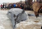 Kongo central : la baleine échouée à Moanda a succombé malgré les tentatives de sauvetage