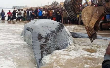 Kongo central : la baleine échouée à Muanda a succombé malgré les tentatives de sauvetage