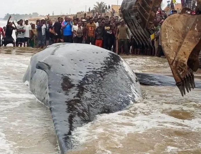 Kongo central : la baleine échouée à Muanda a succombé malgré les tentatives de sauvetage
