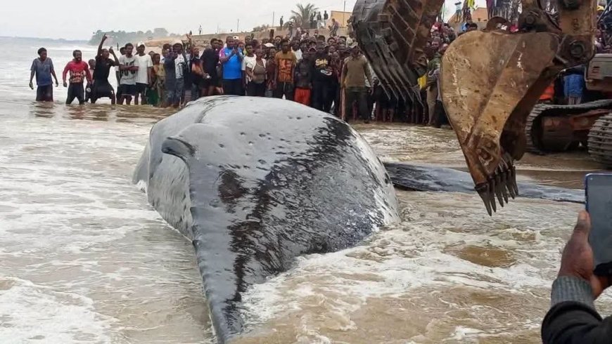Kongo central : la baleine échouée à Muanda a succombé malgré les tentatives de sauvetage