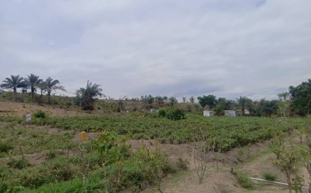 Kinshasa : faux arrêté, policiers complices et magistrat accusé dans une vaste spoliation foncière au village Manzanza à N'djili-Brasserie