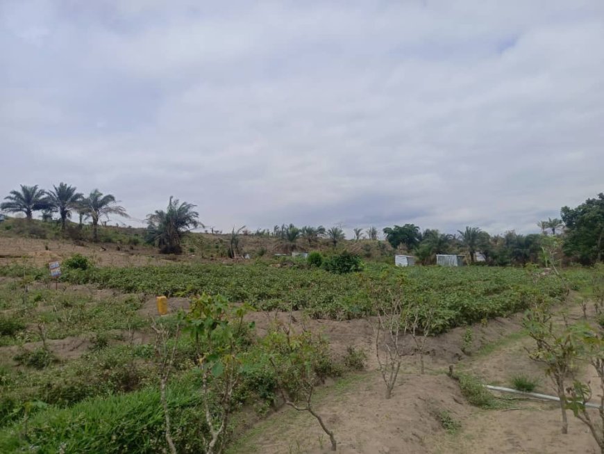 Kinshasa : faux arrêté, policiers complices et magistrat accusé dans une vaste spoliation foncière au village Manzanza à N'djili-Brasserie
